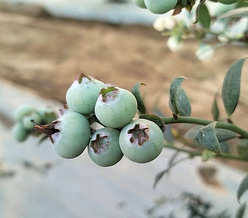 Blueberry Cultivation in Tripura