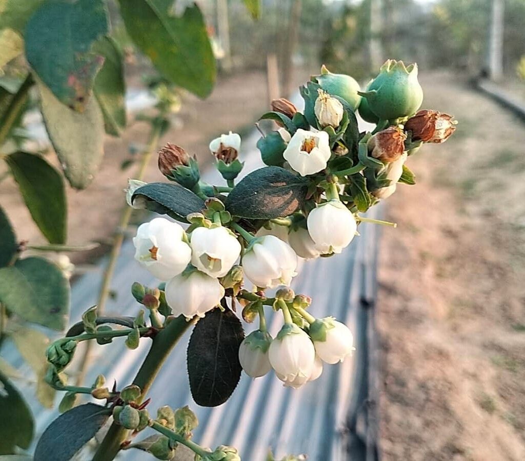 Blueberry Cultivation in Tripura